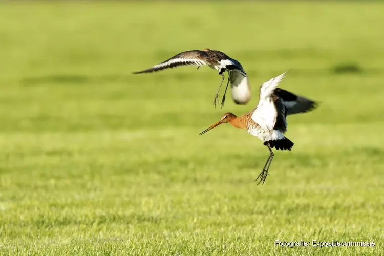 Tentoonstelling over de omringende natuur in het rundveemuseum in Aartswoud