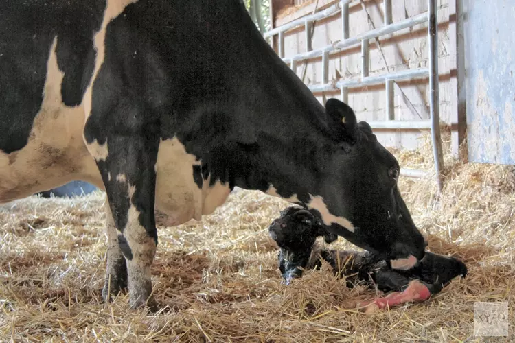 Inseminator vertelt over zijn werk op 1 september in rundveemuseum Aartswoud