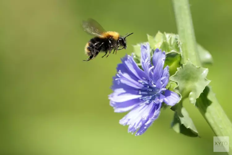 Ode aan insecten tijdens eerste open stal zondag in Aartswoud