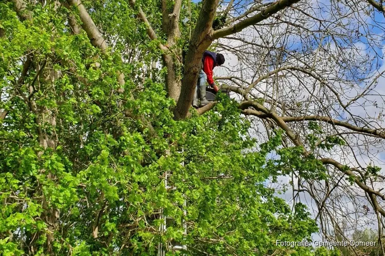 Gemeente Opmeer zet uilen en valken in bij strijd tegen knaagdieren