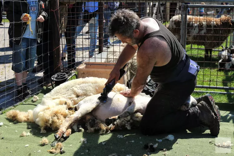 Schapen scheren op zondag 11 juli bij het rundveemuseum