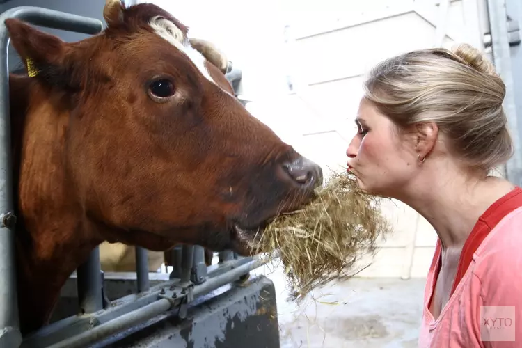 Met een koe op de foto op 3 oktober in het Rundveemuseum