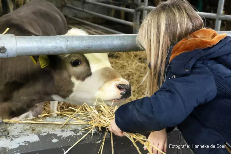 Dierenarts vertelt op 2 oktober in het Rundveemuseum