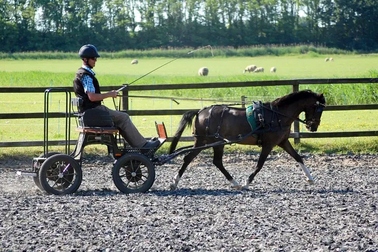 Dierenarts Jan Reitsma vertelt op 1 oktober in het Rundveemuseum