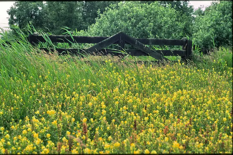 Wandel mee naar Braakpolder en bezoek het Rundveemuseum in Aartswoud