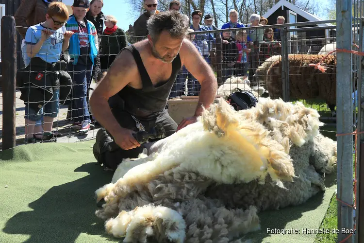 Schapen scheren op zondag 21 juli bij het Rundveemuseum